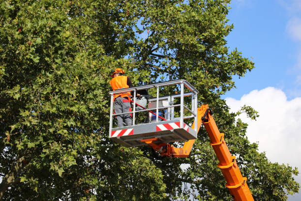 How Our Tree Care Process Works  in  Heritage Hills, NY