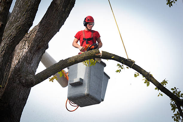 Heritage Hills, NY Tree Services Company