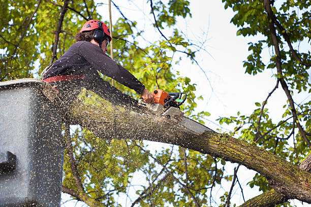 Organic Lawn Care Solutions in Heritage Hills, NY